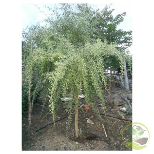 Φυτά Γκότζι Μπέρι (Goji Berry)